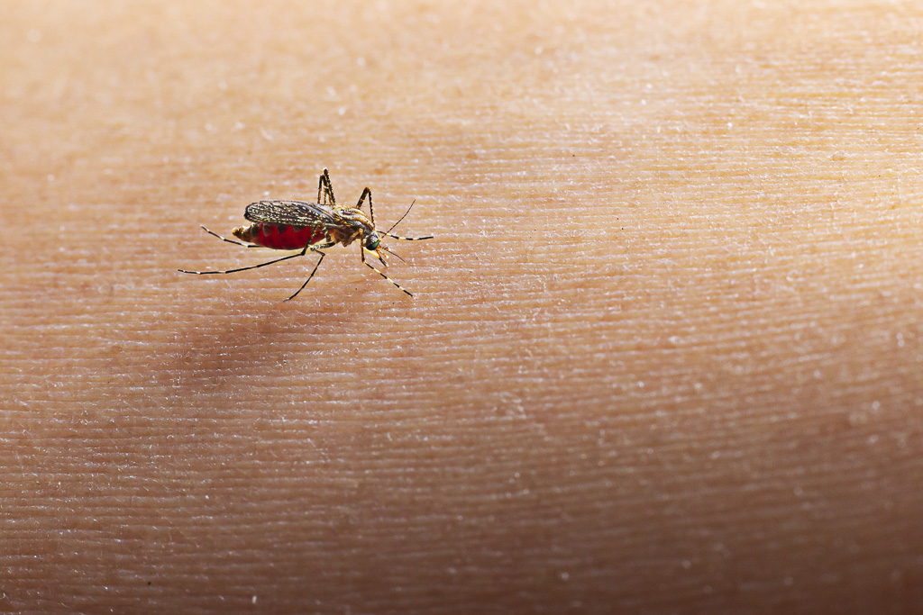 Desde Bromatología se insta a no descuidar la lucha preventiva contra el dengue