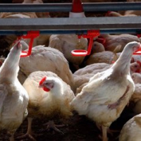 Dirección de Higiene y Bromatología: ADVIERTENCIAS SOBRE GRIPE AVIAR