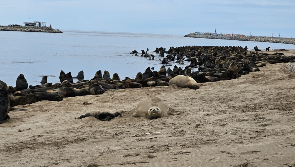 Nace un elefante marino en Puerto Quequén